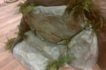 物凄いインパクト！６Ｍのガジュマルの木！